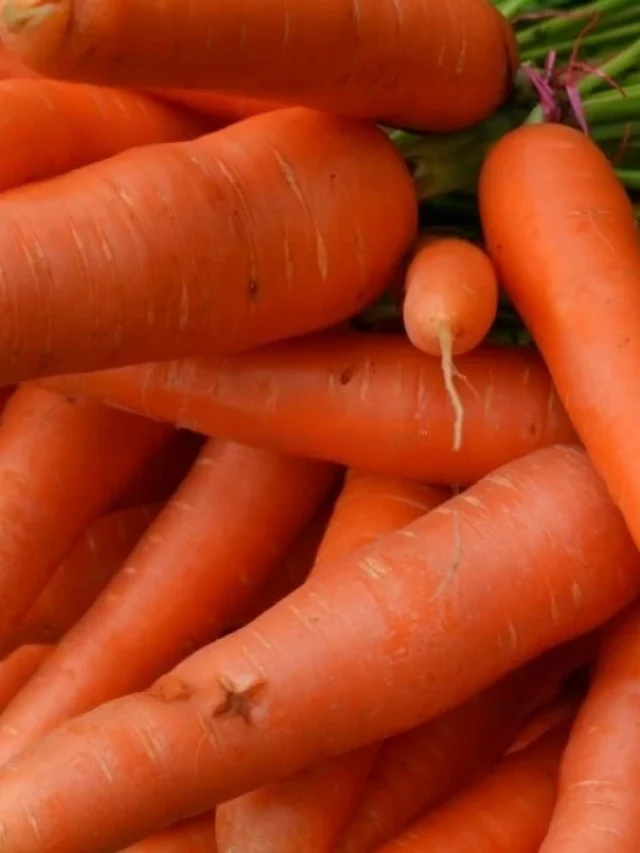 250-car04-ashoke-seeds-original-imagn9sgmagnbgtt