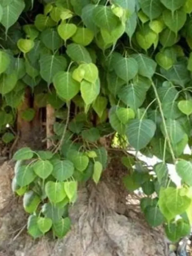 Untitled-design-2021-02-02T114949.722